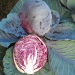 🥦 Graines de CHOU et BROCOLI - CHOU CABUS ROUGE Rodynda - Graines BIO