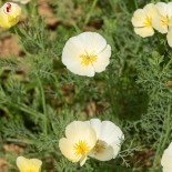 COQUELICOT de CALIFORNIE BLANC Ivory Castle - Graines BIO | KOKOPELLI | Graines et Bio