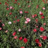COQUELICOTS Mélange de Couleurs - Graines BIO | Ferme de Sainte Marthe | Graines et Bio