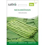 🫘 Graines de HARICOT - HARICOT À RAMES VERT MANGETOUT Neckarkönigin - Graines BIO