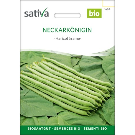 HARICOT À RAMES VERT MANGETOUT Neckarkönigin - Graines BIO | Sativa | Graines et Bio