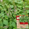 BASILIC TULSI - Graines BIO | La Semence Bio | Graines et Bio