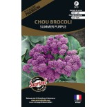 🥦 Graines de CHOU et BROCOLI - BROCOLI VIOLET Summer Purple - Graines PREMIUM non traitées