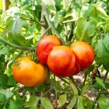 TOMATE Anawine Ananas - Graines BIO