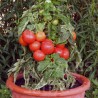 TOMATE DE BALCON Chaperon Rouge - Graines BIO | Sativa | Graines et Bio