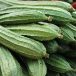COURGE LUFFA Comestible ou Courge ÉPONGE - Graines BIO | Ferme de Sainte Marthe | Graines et Bio