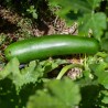 COURGETTE Dark Star - Graines BIO | KOKOPELLI | Graines et Bio