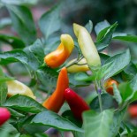 PIMENTS FORTS 2 - DUO Kokopelli - Graines BIO | KOKOPELLI | Graines et Bio