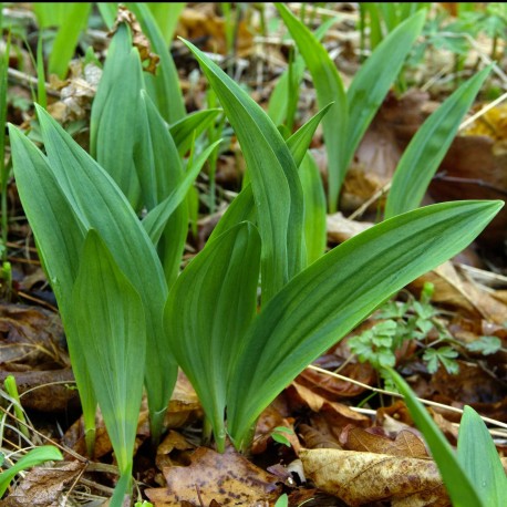 POIREAU SAUVAGE ou AIL DES BOIS - Graines non traitées | Ferme de Sainte Marthe | Graines et Bio