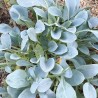 PLANTE HUÎTRE ou Mertensia Maritima - Graines non traitées | Ferme de Sainte Marthe | Graines et Bio