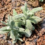 PLANTE SAUCISSON - Graines BIO | Ferme de Sainte Marthe | Graines et Bio