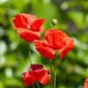 COQUELICOT ROUGE À FLEUR SIMPLE - Graines BIO | Ernest Turc | Graines et Bio