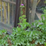 🌿 Graines AROMATIQUES et MEDICINALES - CHARDON MARIE - Graines BIO