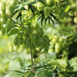 HOUBLON - Graines BIO | Ferme de Sainte Marthe | Graines et Bio
