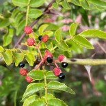 POIVRIER du Sichuan - Graines BIO | Ferme de Sainte Marthe | Graines et Bio