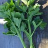 CÉLERI à COUPER - Graines BIO | Ferme de Sainte Marthe | Graines et Bio