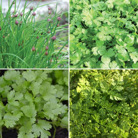 4 AROMATIQUES en mélange - Graines BIO | Ferme de Sainte Marthe | Graines et Bio