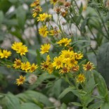 ARNICA - Graines BIO | Ferme de Sainte Marthe | Graines et Bio