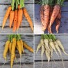 CAROTTES en Mélange: 4 VARIÉTÉS - Graines BIO | Ferme de Sainte Marthe | Graines et Bio