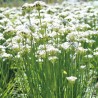 CIBOULE Evergreen Nebuca - Graines non traitées | Ferme de Sainte Marthe | Graines et Bio