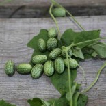 MINI CONCOMBRE à CONFIRE - Graines BIO | Ferme de Sainte Marthe | Graines et Bio