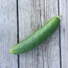 CONCOMBRE LONG ANGLAIS - Graines BIO | Ferme de Sainte Marthe | Graines et Bio