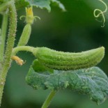 CORNICHON de BOURBONNE - Graines BIO | Ferme de Sainte Marthe | Graines et Bio
