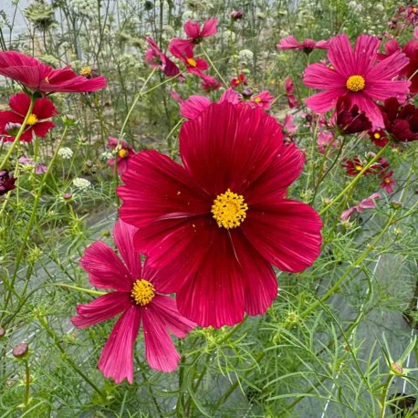 COSMOS Rubenza - Graines BIO | Ferme de Sainte Marthe | Graines et Bio