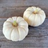 MINI COURGE Baby Boo - Graines BIO | Ferme de Sainte Marthe | Graines et Bio