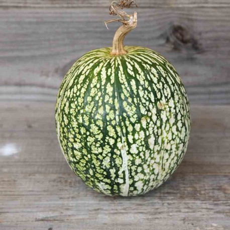 COURGE de SIAM - Graines BIO | Ferme de Sainte Marthe | Graines et Bio
