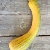COURGE MUSQUÉE "LONGUE DE NICE" - Graines BIO | Ferme de Sainte Marthe | Graines et Bio