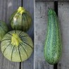 COURGETTES en MÉLANGE - Graines BIO | Ferme de Sainte Marthe | Graines et Bio