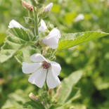 GUIMAUVE - Graines BIO | Ferme de Sainte Marthe | Graines et Bio
