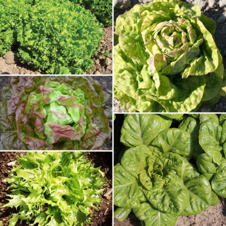 LAITUES Mélange de 5 variétés - Graines BIO | Ferme de Sainte Marthe | Graines et Bio