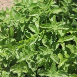 MENTHE GLACIALE ou des MONTAGNES - Graines non traitées | Ferme de Sainte Marthe | Graines et Bio
