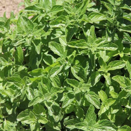 MENTHE GLACIALE ou des MONTAGNES - Graines non traitées | Ferme de Sainte Marthe | Graines et Bio