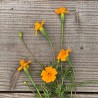 OEILLET D'INDE Sauvage ou TAGÈTE - Graines BIO | Ferme de Sainte Marthe | Graines et Bio