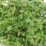 ORIGAN GREC - Graines BIO | Ferme de Sainte Marthe | Graines et Bio