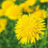 PISSENLIT SAUVAGE - Graines BIO | Ferme de Sainte Marthe | Graines et Bio