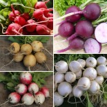 🌱 Graines de RADIS - RADIS RONDS COLORÉS en MÉLANGE - Graines non traitées
