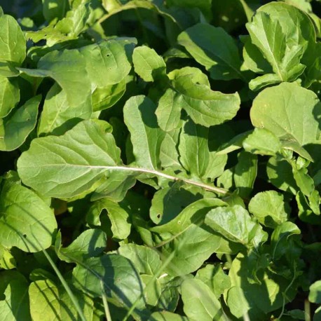 ROQUETTE Cultivée - Graines BIO | Ferme de Sainte Marthe | Graines et Bio ROQUETTE Cultivée - Graines BIO | Ferme de Sainte Marthe | Graines et Bio