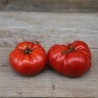 TOMATE BEEFSTEAK - Graines BIO | Ferme de Sainte Marthe | Graines et Bio