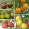 TOMATES CERISES en MÉLANGE - Graines BIO | Ferme de Sainte Marthe | Graines et Bio