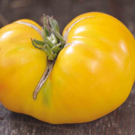 TOMATE JAUNE Huge Lemon Oxheart - Graines BIO | Ferme de Sainte Marthe | Graines et Bio TOMATE JAUNE Huge Lemon Oxheart - Graines BIO | Ferme de Sainte Marthe | Graines et Bio