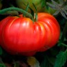 TOMATE POTIRON Écarlate - Graines BIO | Ferme de Sainte Marthe | Graines et Bio