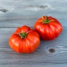 TOMATE RUSSE - Graines BIO | Ferme de Sainte Marthe | Graines et Bio