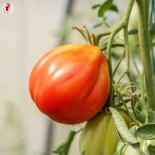 TOMATE COEUR DE BOEUF de Nice - Graines BIO