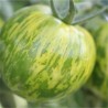 TOMATE VERTE GREEN ZEBRA - Graines BIO | Ferme de Sainte Marthe | Graines et Bio