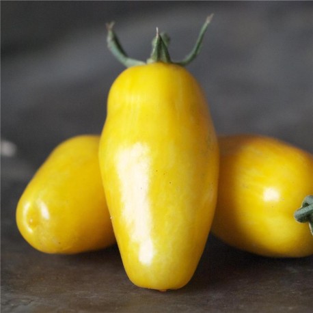 TOMATE BANANA LEGS - Graines BIO | Ferme de Sainte Marthe | Graines et Bio TOMATE BANANA LEGS - Graines BIO | Ferme de Sainte Marthe | Graines et Bio
