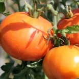 TOMATE LA CAROTINA - Graines BIO